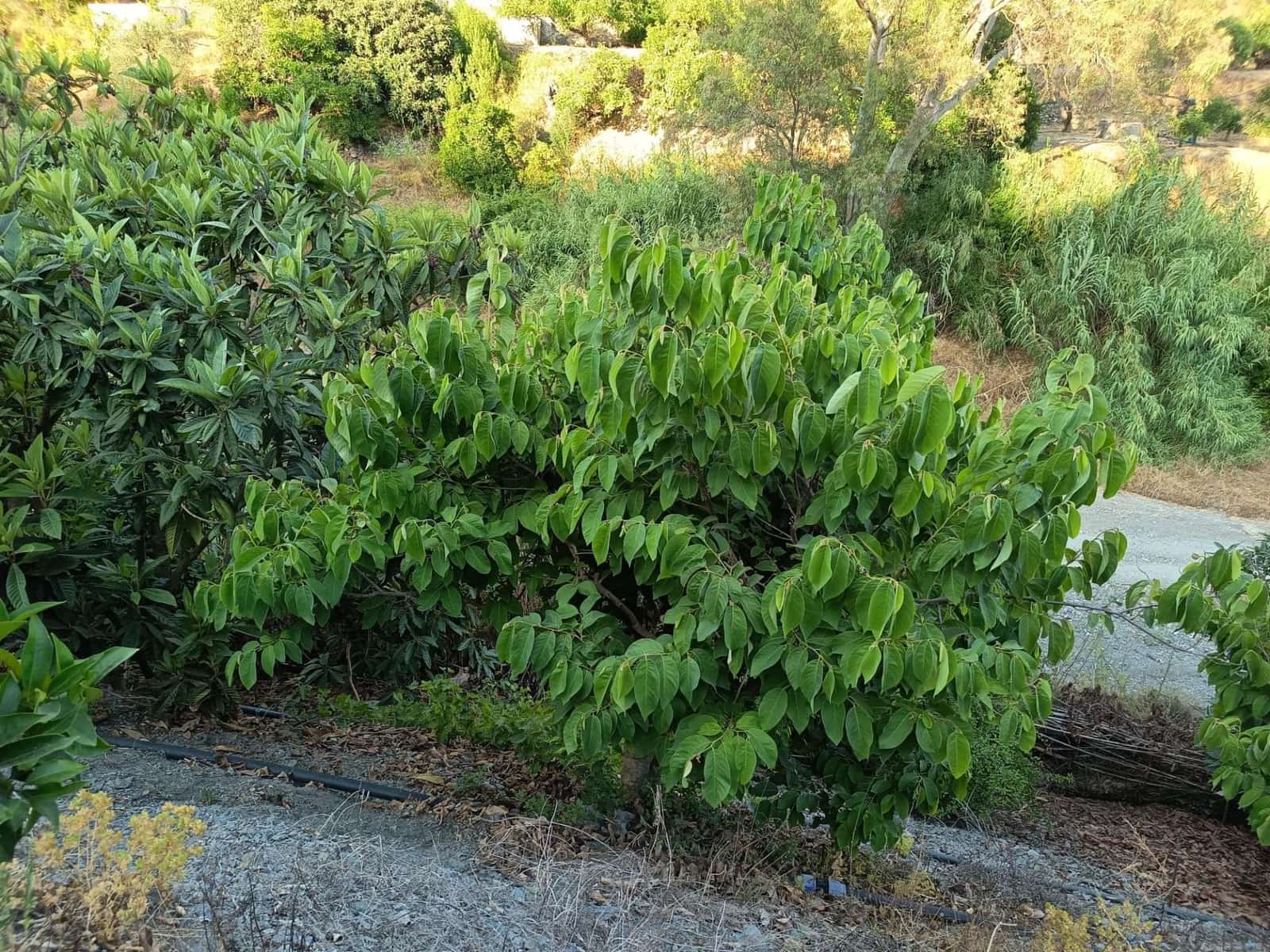 Grunde uden byggetilladelser til salg i Canillas de Aceituno - € 35.000 (Ref: 9970697)