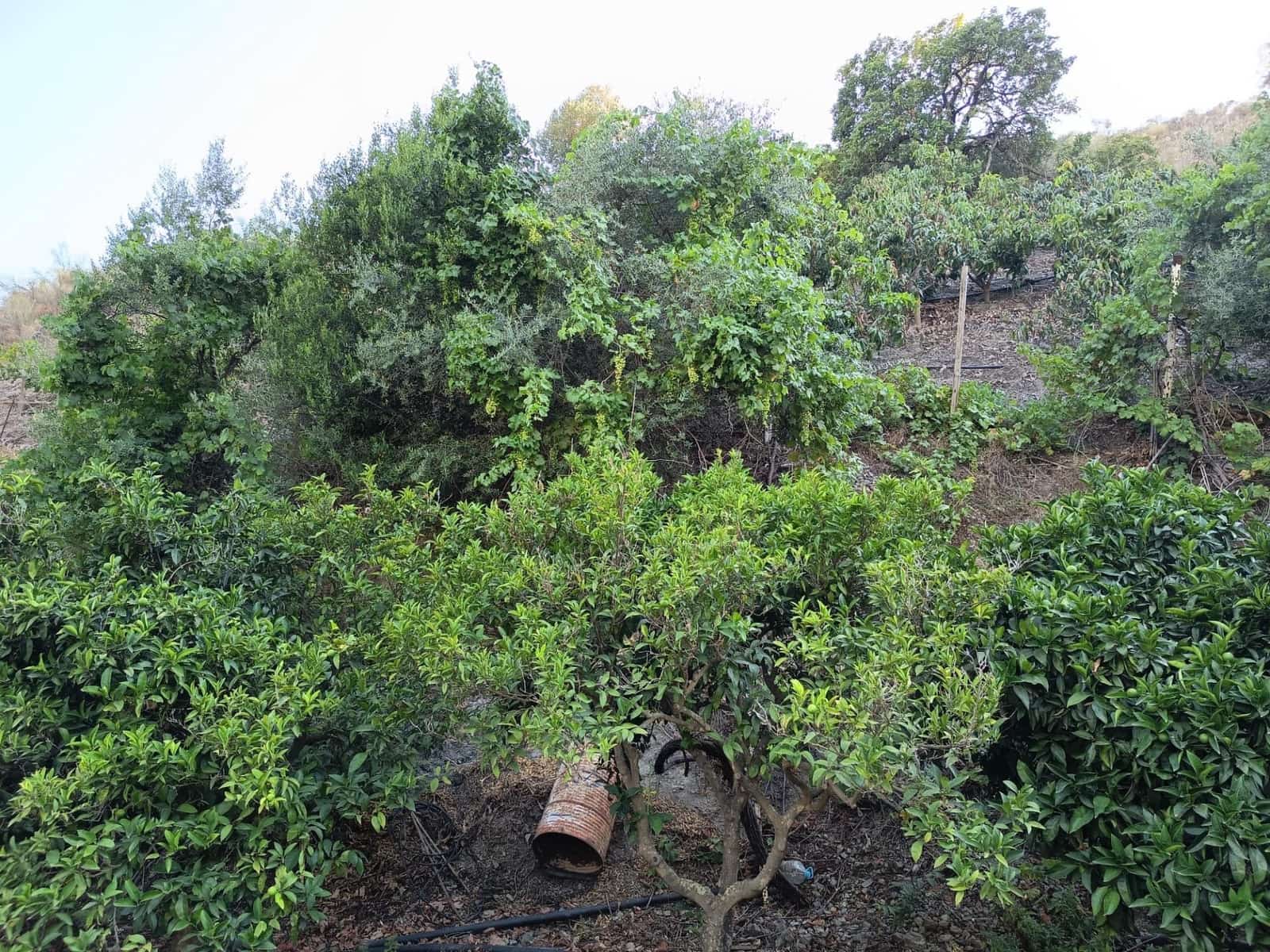 Grunde uden byggetilladelser til salg i Canillas de Aceituno - € 35.000 (Ref: 9970697)