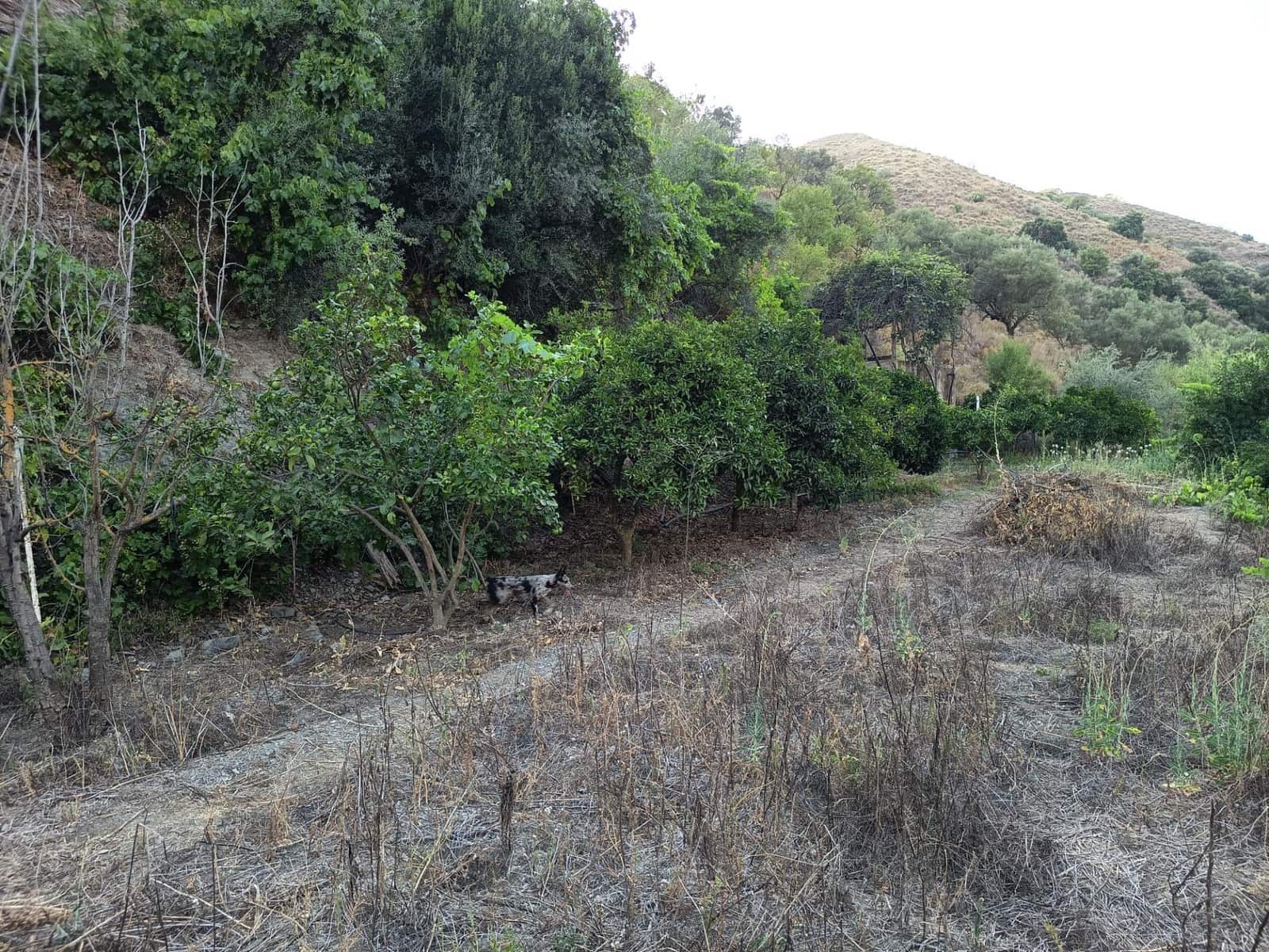 Grunde uden byggetilladelser til salg i Canillas de Aceituno - € 35.000 (Ref: 9970697)
