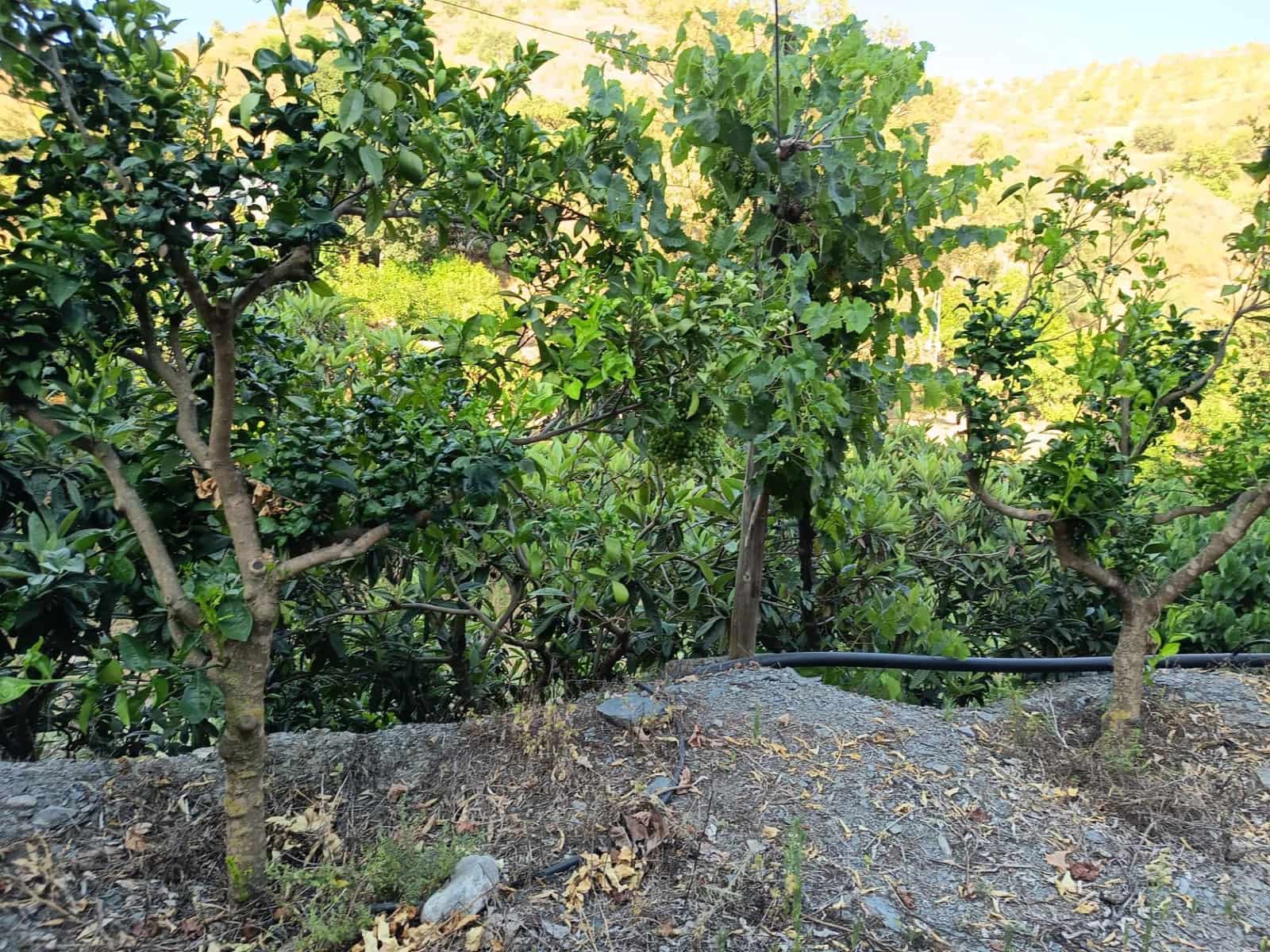 Grunde uden byggetilladelser til salg i Canillas de Aceituno - € 35.000 (Ref: 9970697)