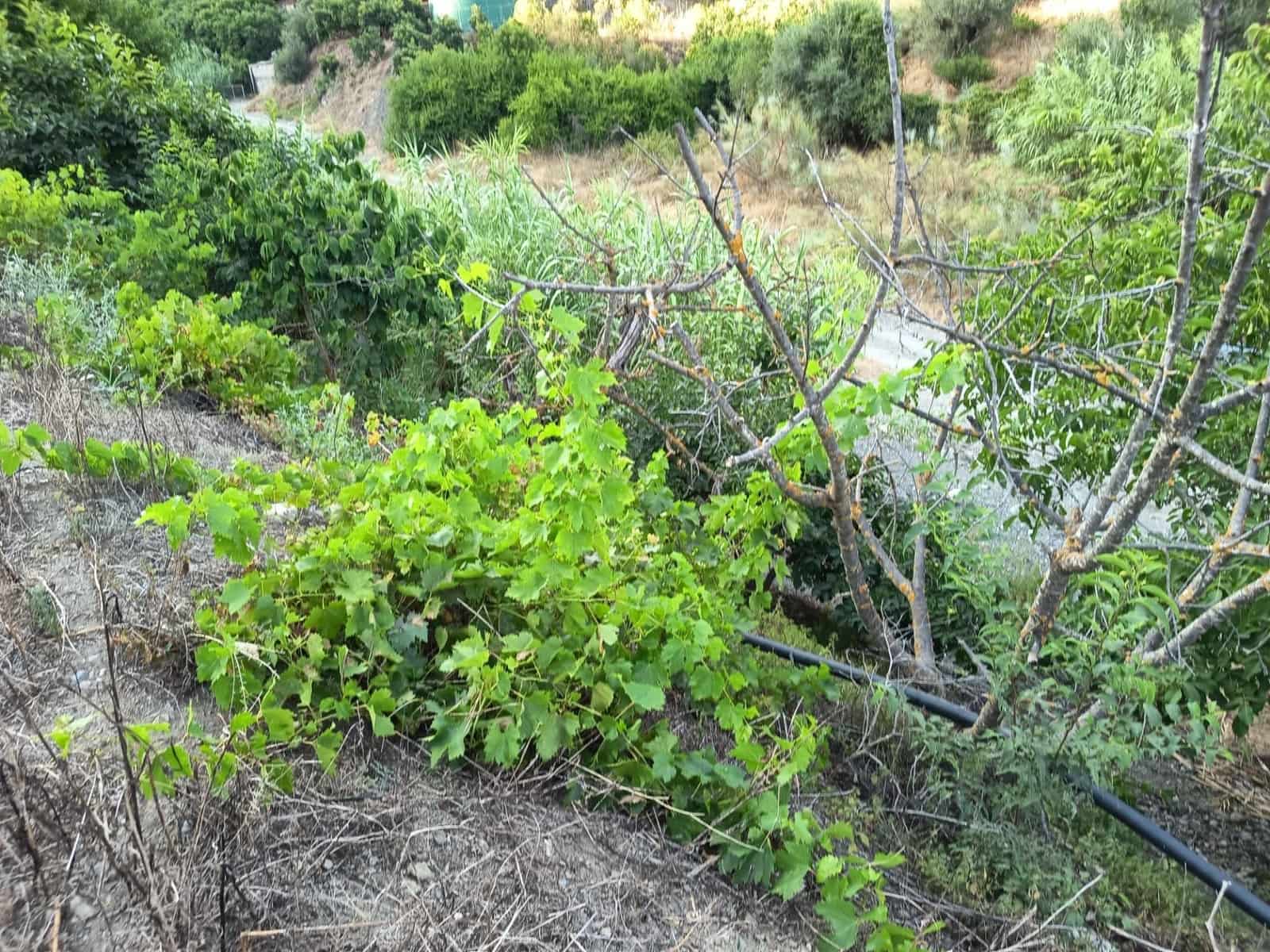 Grunde uden byggetilladelser til salg i Canillas de Aceituno - € 35.000 (Ref: 9970697)