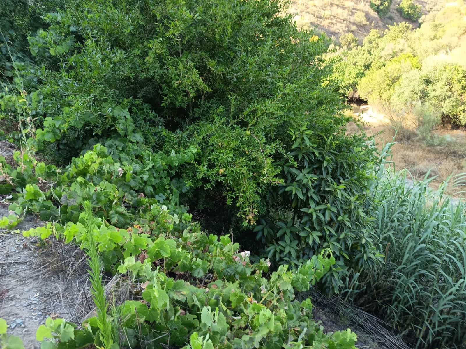 Grunde uden byggetilladelser til salg i Canillas de Aceituno - € 35.000 (Ref: 9970697)