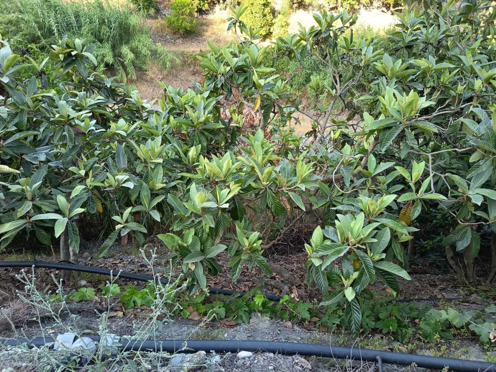 Grunde uden byggetilladelser til salg i Canillas de Aceituno - € 35.000 (Ref: 9970697)