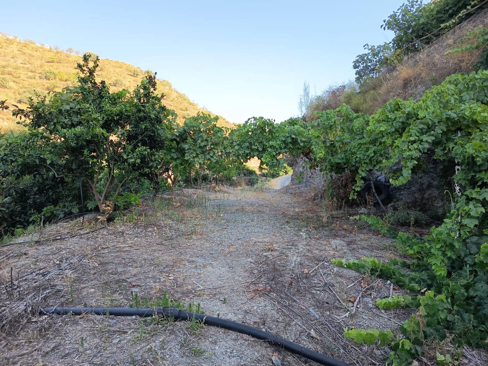 Grunde uden byggetilladelser til salg i Canillas de Aceituno - € 35.000 (Ref: 9970697)