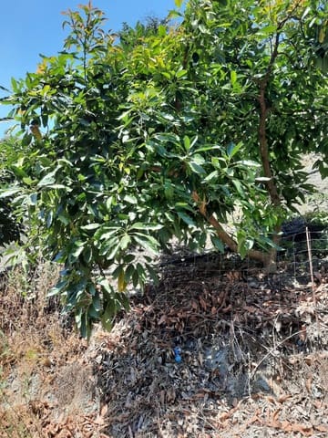 Grunde uden byggetilladelser til salg i Canillas de Aceituno - € 35.000 (Ref: 9970697)
