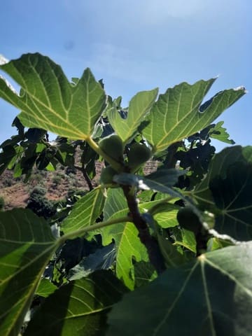Grunde uden byggetilladelser til salg i Canillas de Aceituno - € 35.000 (Ref: 9970697)