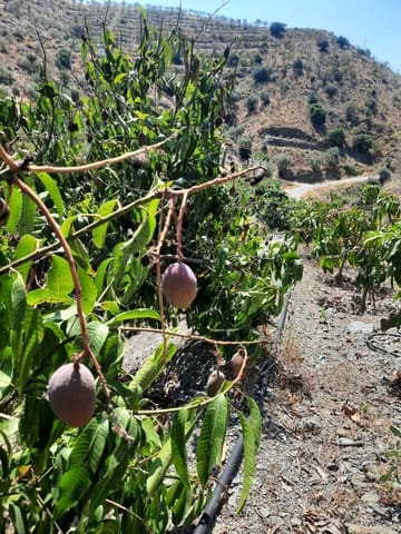 Grunde uden byggetilladelser til salg i Canillas de Aceituno - € 35.000 (Ref: 9970697)