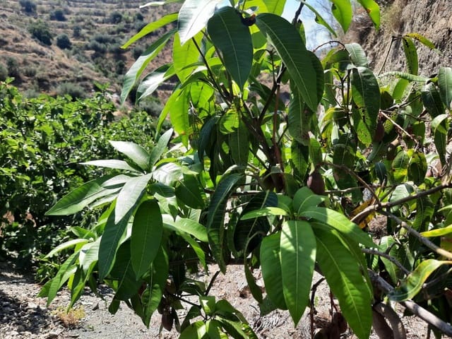 Grunde uden byggetilladelser til salg i Canillas de Aceituno - € 35.000 (Ref: 9970697)