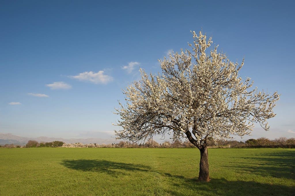 5 soveværelse Finca/Landehus til salg i Llubi - € 2.500.000 (Ref: 5222411)