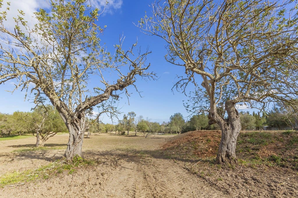 Building Plot for sale in Pollensa / Pollenca - € 1,150,000 (Ref: 6659048)