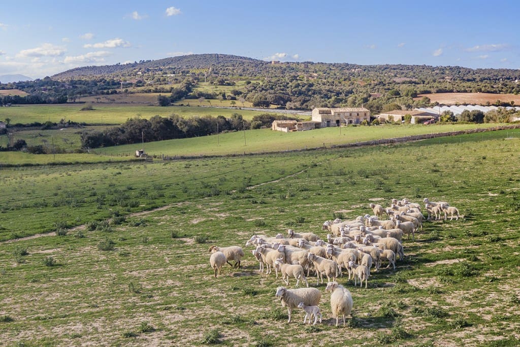 6 soverom Finca/Herregård til salgs i Manacor - € 1 495 000 (Ref: 6851603)