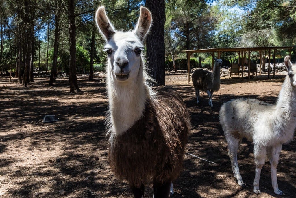 3 soverom Finca/Herregård til salgs i Pollensa / Pollenca med svømmebasseng - € 1 800 000 (Ref: 7102025)