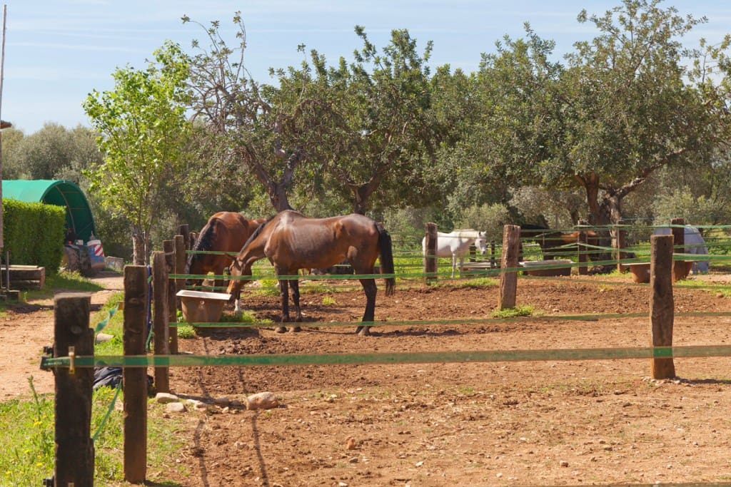 4 bedroom Finca/Country House for sale in Santa Maria del Cami with pool garage - € 2,350,000 (Ref: 7539251)