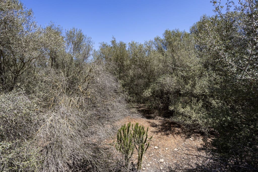 Bouwgrond te koop in Sa Cabaneta / La Cabaneta - € 390.000 (Ref: 8454433)