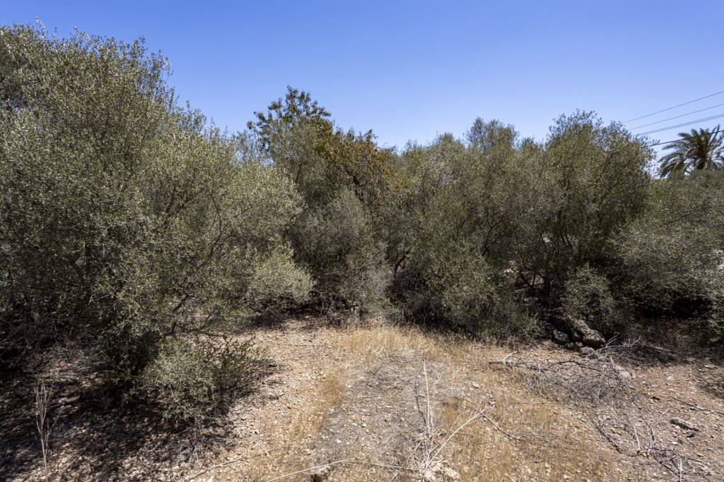 Bouwgrond te koop in Sa Cabaneta / La Cabaneta - € 390.000 (Ref: 8454433)