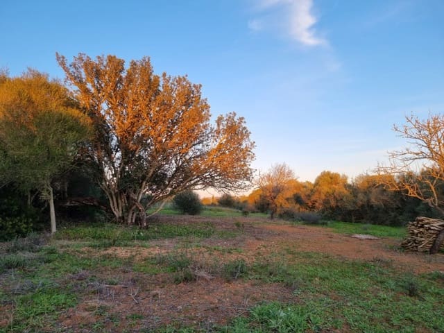 Building Plot for sale in Cas Concos, Felanitx - € 700,000 (Ref: 8781122)