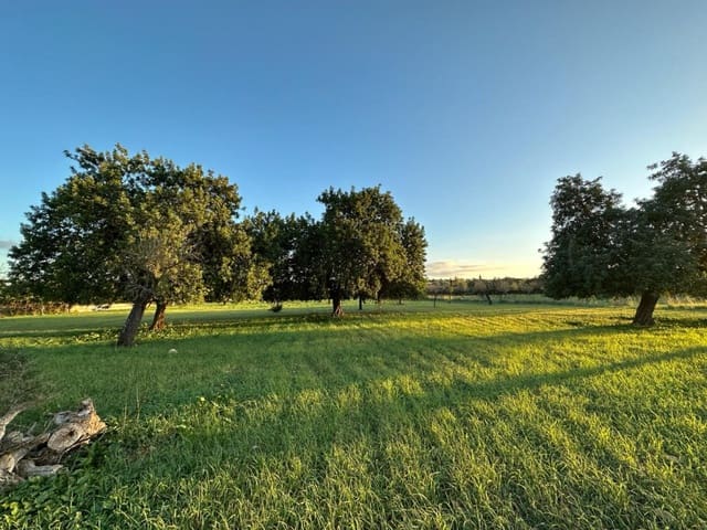 Bouwgrond te koop in Selva - € 590.000 (Ref: 8866888)