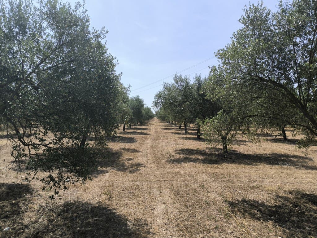 4 camera da letto Finca/Casa di Campagna in vendita in Llubi con piscina - 2.150.000 € (Rif: 9050851)