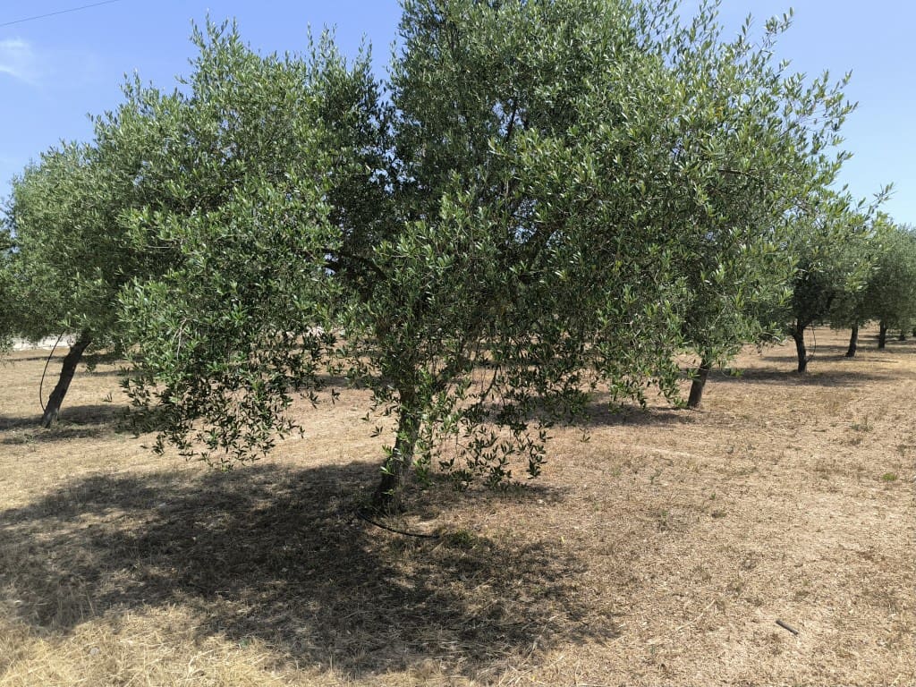 4 camera da letto Finca/Casa di Campagna in vendita in Llubi con piscina - 2.150.000 € (Rif: 9050851)