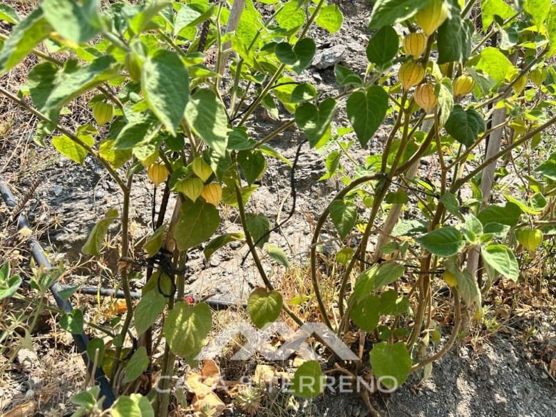 Area Edificabile in vendita in Torrox - 159.000 € (Rif: 4454314)