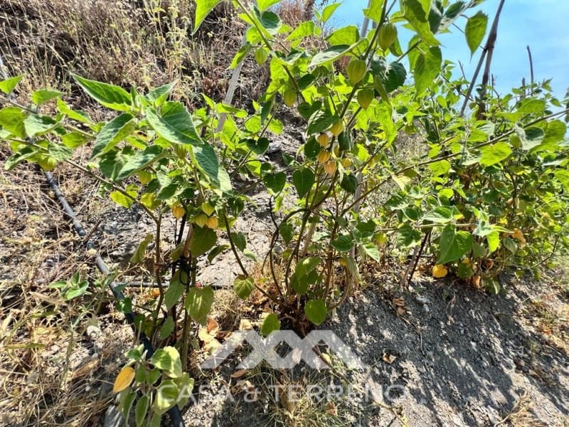 Area Edificabile in vendita in Torrox - 159.000 € (Rif: 4454314)