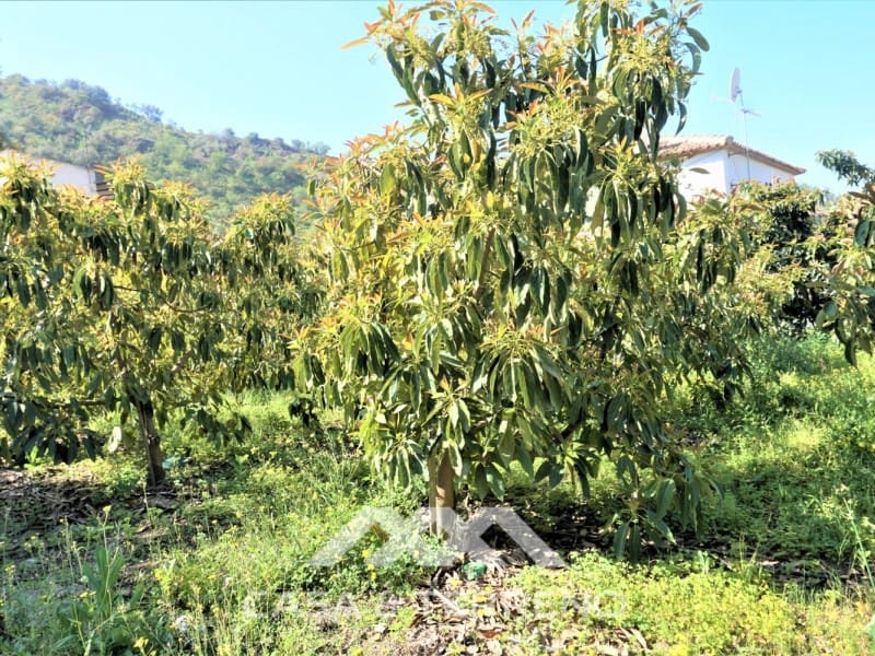 Tomt till salu i Canillas de Aceituno - 55 000 € (Ref: 6789953)