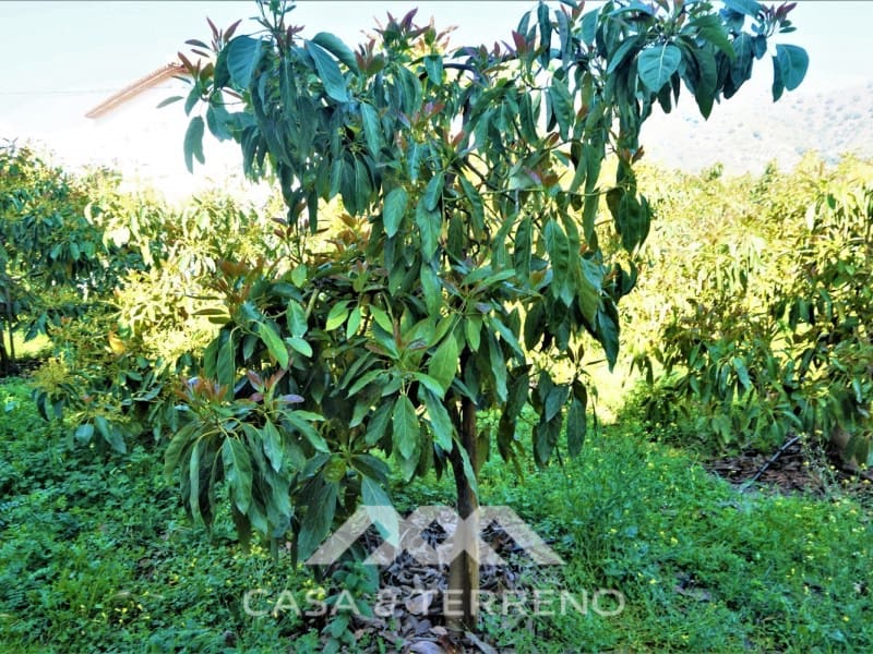 Tomt till salu i Canillas de Aceituno - 55 000 € (Ref: 6789953)