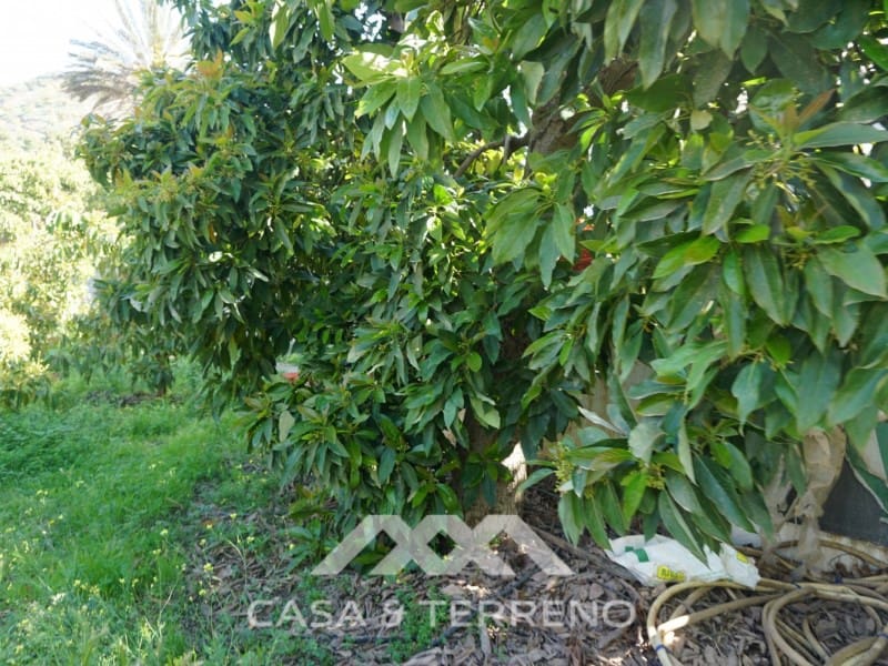 Tomt till salu i Canillas de Aceituno - 55 000 € (Ref: 6789953)