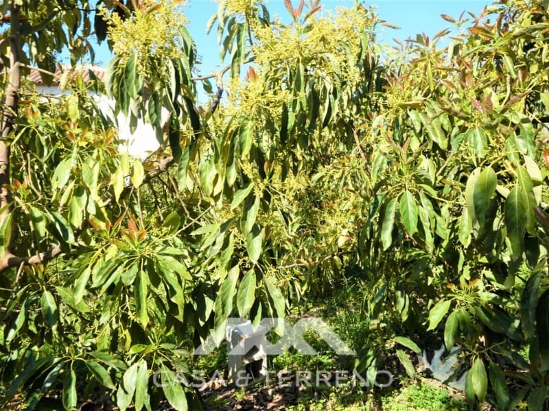 Tomt till salu i Canillas de Aceituno - 55 000 € (Ref: 6789953)