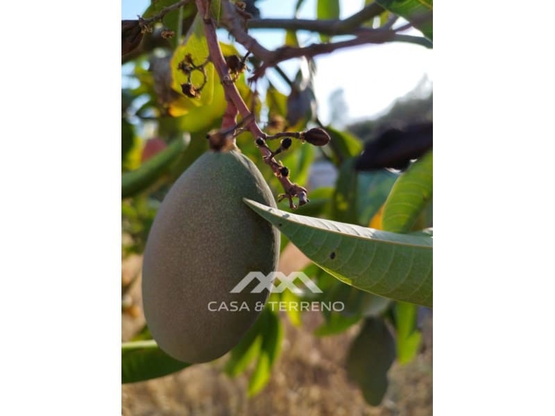 2 soverom Finca/Herregård til salgs i Canillas de Aceituno - € 159 999 (Ref: 6973522)