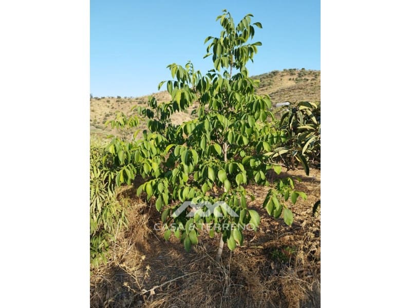 2 soverom Finca/Herregård til salgs i Canillas de Aceituno - € 159 999 (Ref: 6973522)