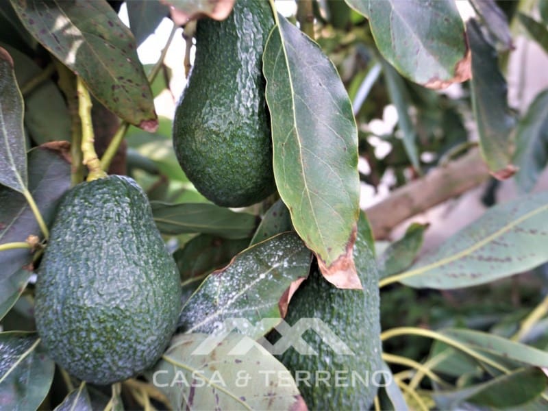 5 soveværelse Villa til salg i Sayalonga med swimmingpool garage - € 585.000 (Ref: 7310776)