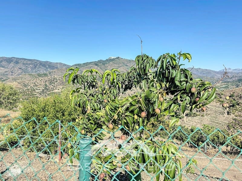 1 soveværelse Finca/Landehus til salg i Benamargosa - € 288.000 (Ref: 8407362)