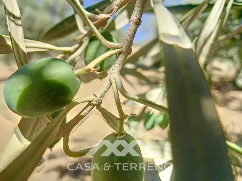 2 soverom Finca/Herregård til salgs i Periana - € 190 000 (Ref: 8439125)