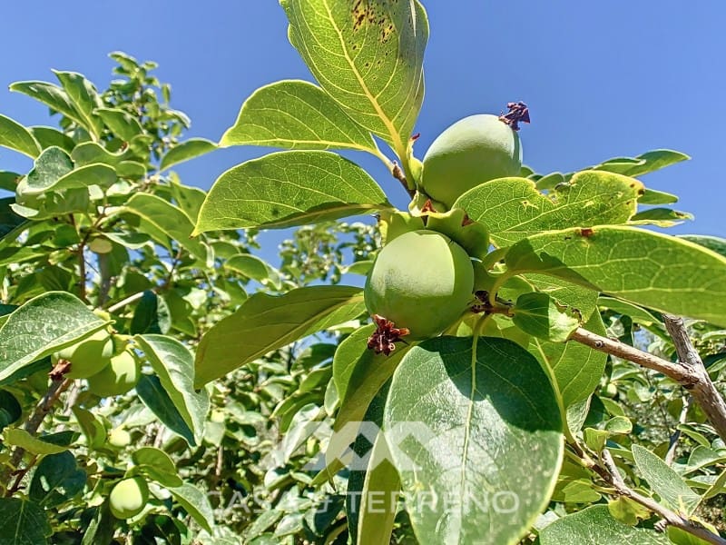 2 soverom Finca/Herregård til salgs i Periana - € 190 000 (Ref: 8439125)