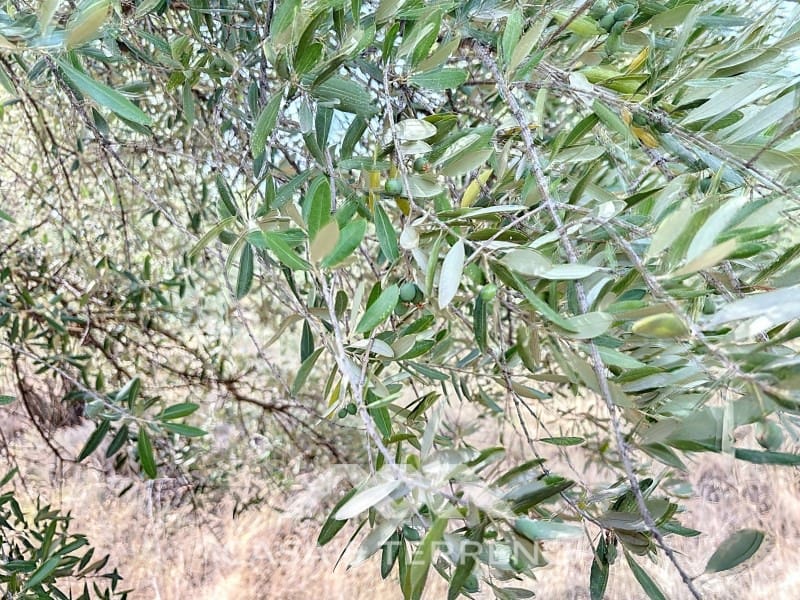 Finca/Maison de Campagne à vendre à Arenas - 56 000 € (Ref: 8470548)