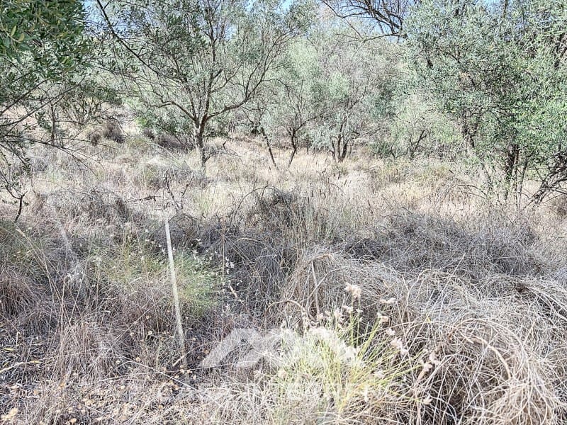 Finca/Maison de Campagne à vendre à Arenas - 56 000 € (Ref: 8470548)