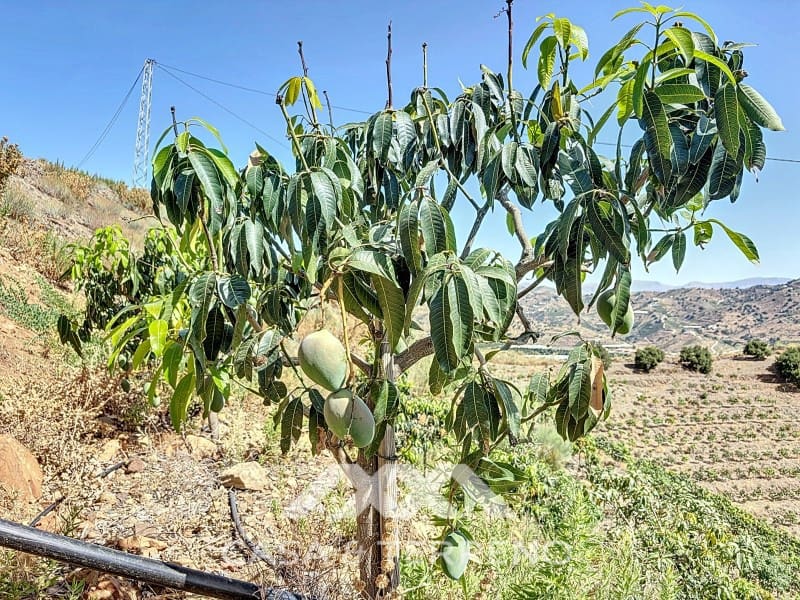 Finca/Landehus til salg i Velez-Malaga - € 425.000 (Ref: 8589317)