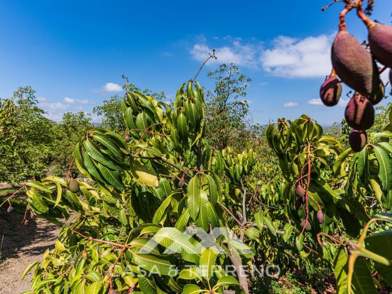 3 quarto Quinta/Casa Rural para venda em Velez-Malaga com garagem - 1 225 000 € (Ref: 8589319)
