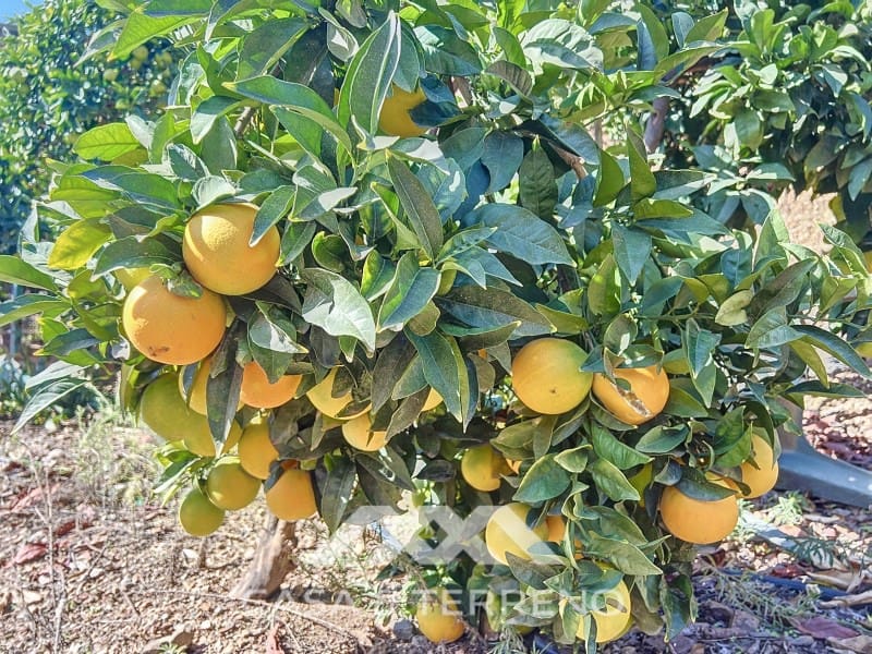 3 soveværelse Villa til salg i Sedella med swimmingpool - € 223.000 (Ref: 8591729)