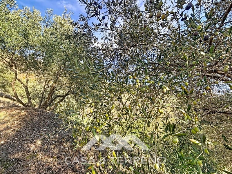 Finca/Casa Rural de 3 habitaciones en Macharaviaya en venta con piscina garaje - 456.000 € (Ref: 9462487)