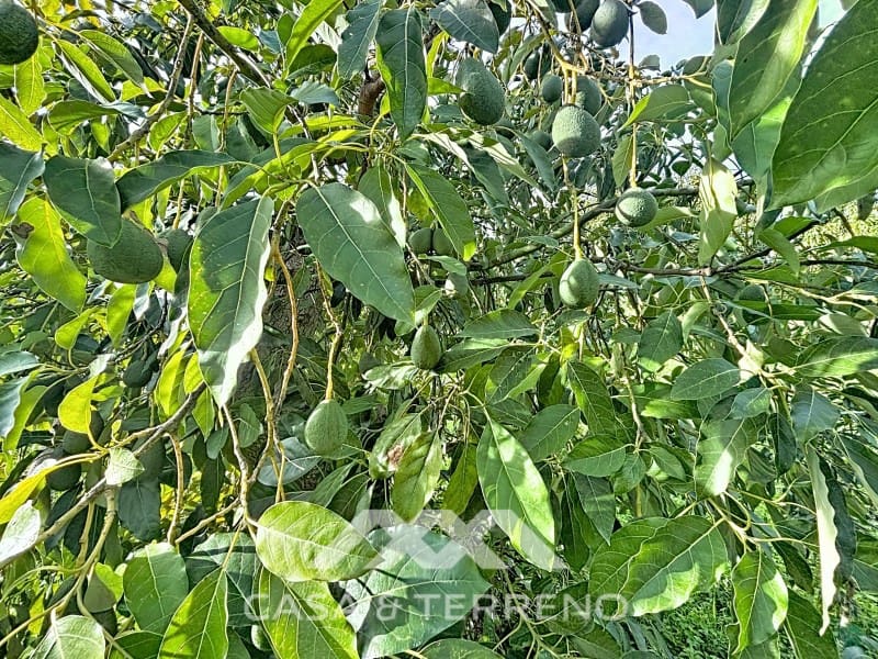 4 camera da letto Finca/Casa di Campagna in vendita in Velez-Malaga - 650.000 € (Rif: 9582679)