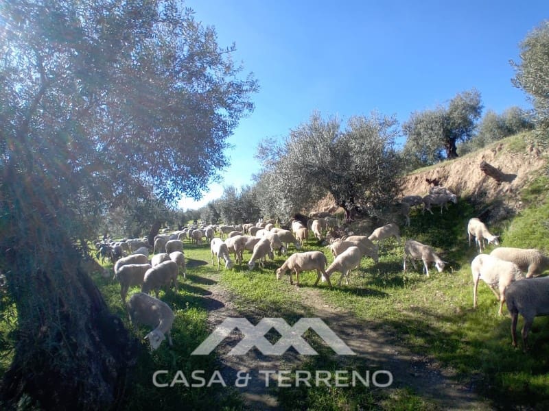 5 chambre Finca/Maison de Campagne à vendre à Alozaina avec piscine garage - 480 000 € (Ref: 9772965)