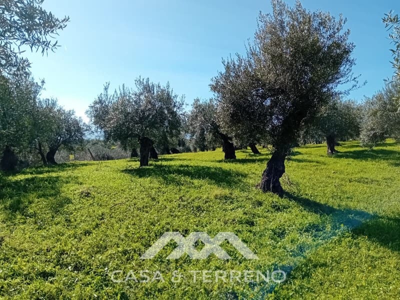 5 chambre Finca/Maison de Campagne à vendre à Alozaina avec piscine garage - 480 000 € (Ref: 9772965)