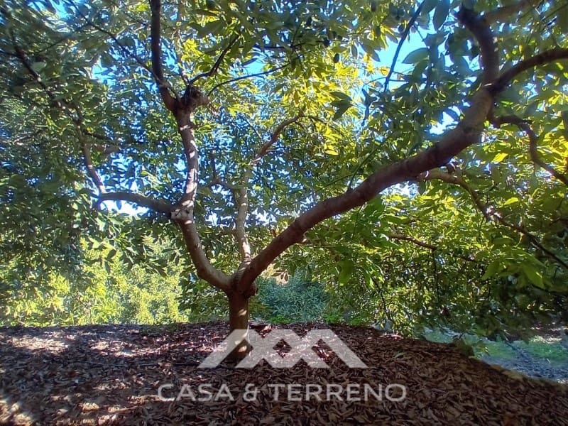 5 chambre Finca/Maison de Campagne à vendre à Alozaina avec piscine garage - 480 000 € (Ref: 9772965)