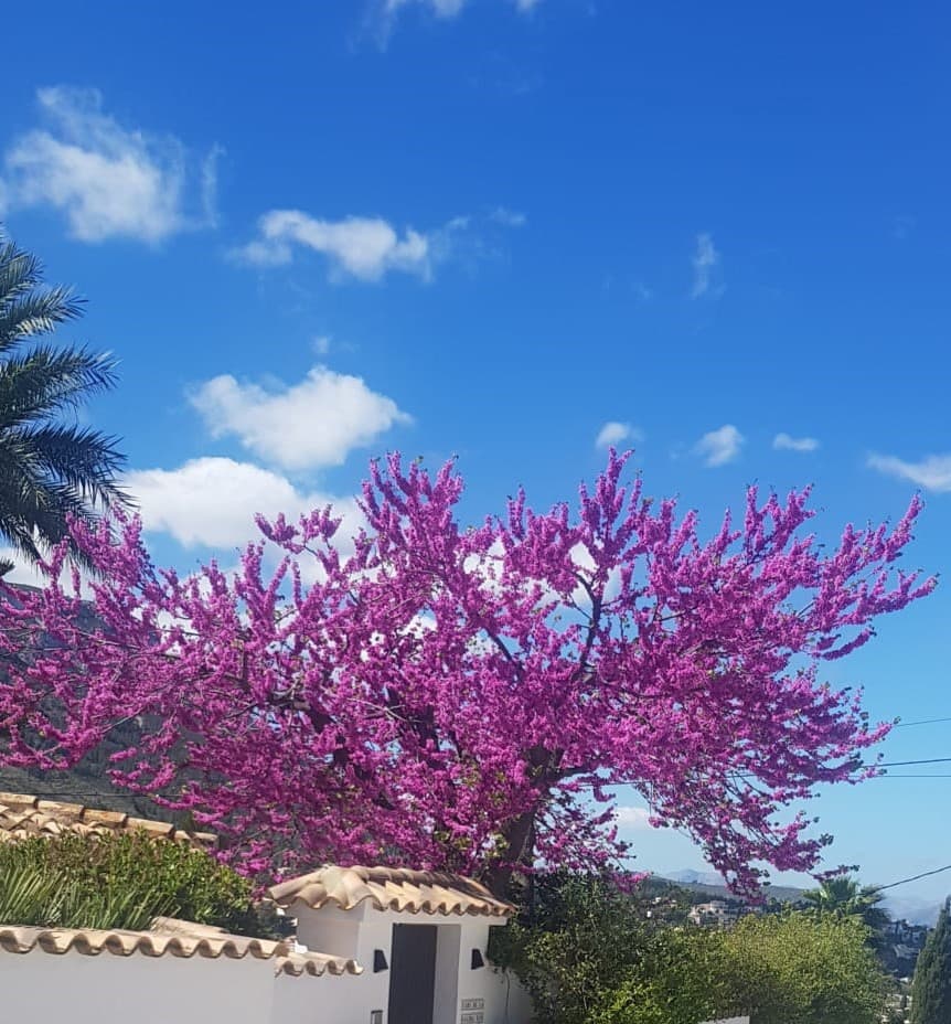 3 quarto Moradia para venda em Denia com piscina garagem - 840 000 € (Ref: 10086878)