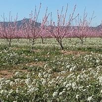 2 soveværelse Byhus til salg i Ginestar - € 9.000 (Ref: 5743847)