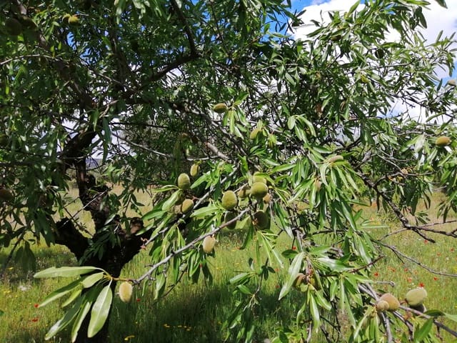 Finca/Country House for sale in Bovera - € 16,000 (Ref: 6089779)