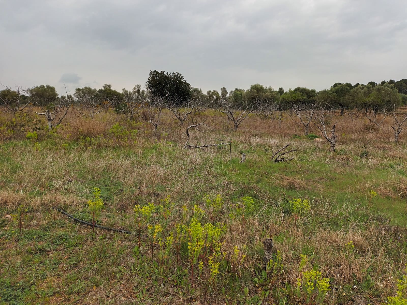 Finca/Landehus til salg i Rasquera - € 32.000 (Ref: 6781323)