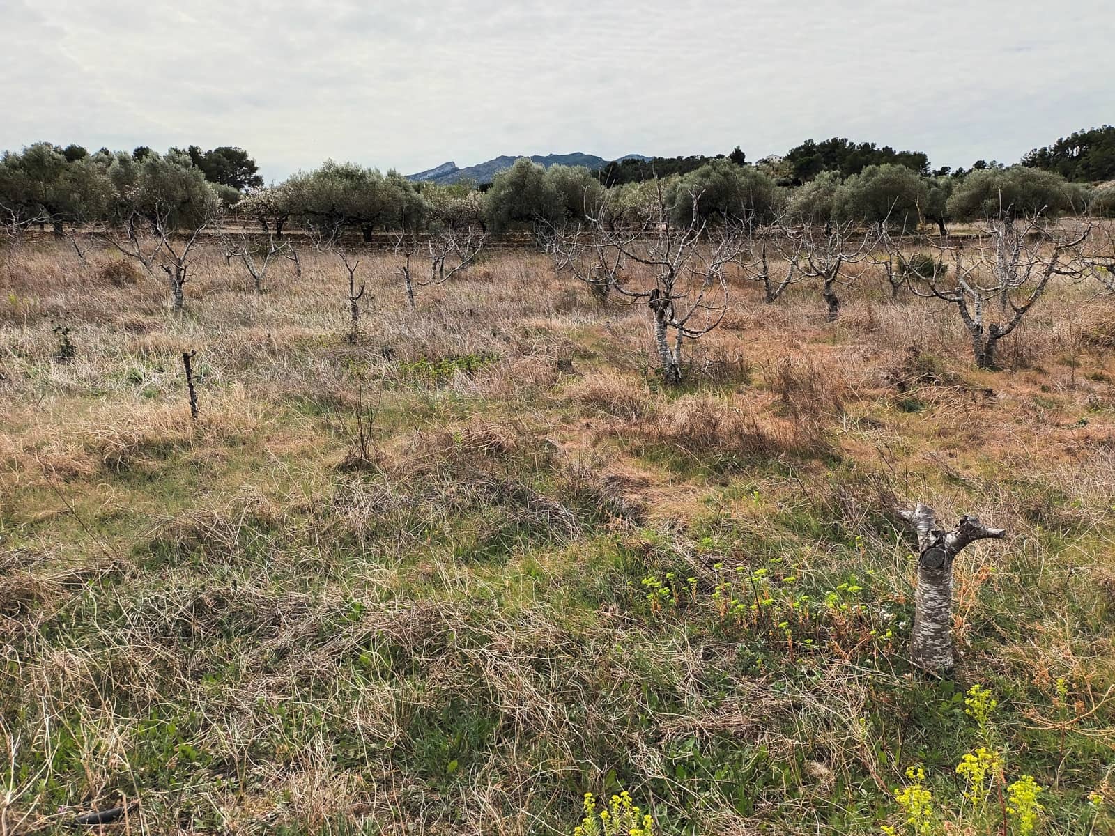 Finca/Landehus til salg i Rasquera - € 32.000 (Ref: 6781323)